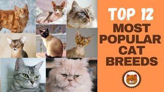 Top 12 Most Popular Cats  [COUNTDOWN]  Most Popular Cat Breeds in the World