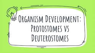 Organism Development: Protostomes vs. Deuterostomes