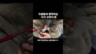 고양이들이 환장하는 칫솔그루밍🪥