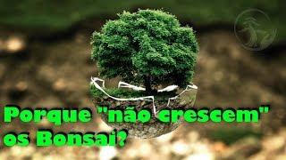 Porque "não crescem" os Bonsai