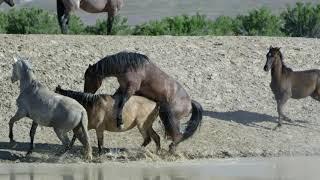 Two Wild Horses Matting#Horse Love