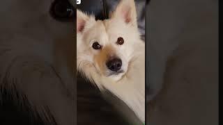 Doglovers #youtubeshorts #shortsviral #shortsvideo #shortsfeed #subscribe @PB CREATION