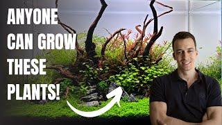 Top 10 Easy Aquarium Plants for Beginners