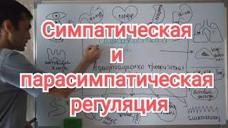 Физиология ВНС: Симпатическая и парасимпатическая регуляция. #13