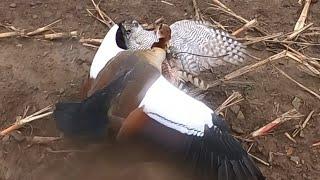Northern Goshawk catches Egyptian Goose midair - Falconry Accipiter Shortwing