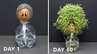 Growing Chia Seeds On Egg - 60 Days Time Lapse - Chia Pet #3