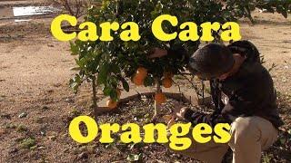 Growing Cara Cara Oranges in AZ