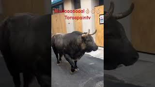 ️ESTE TORO NO ESTRA POR LA CALLE CASI️ IMPRESIONANTE ES PRECISO#youtubeshorts #youtube #bull