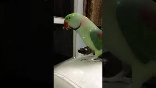 Assalamualaikum  kya kr rhe ho? Talking parrot ️