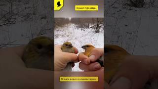 Птица щур #ловляптиц #catchingbirds #щурсамка #птицы #animal #bird #voronin #певчиептицы #дикиептицы