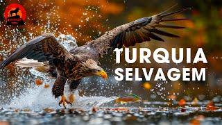 TURQUIA SELVAGEM | Uma Jornada pelo Reino Selvagem | Documentários animais