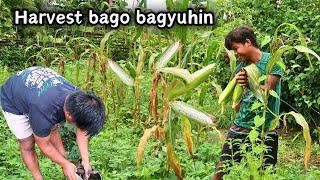 Harvest ng mais na malagkit sa farm at baha dahil sa bagyong Ferdie | BUHAY PROBINSYA