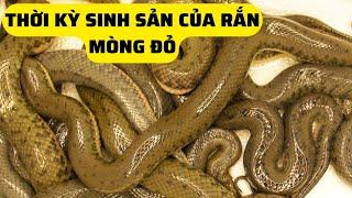 Thời Kỳ Sinh Sản Của Rắn Mòng Đỏ  – Trại Giống Đông Sơn