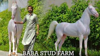 Punjab ~ Actor,Stud Farm Owner,Super Model | Baba Stud Farm | Marwari Horses | Nukra Horses