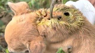 THE POOR DOG // his body was covered in holes in parasites //nasip anjing yang malang