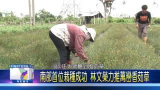 106 0525 南部首位栽種成功 林文榮力推萬巒香茹草