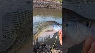 Triple Jig Rig Crappie Fishing Setup