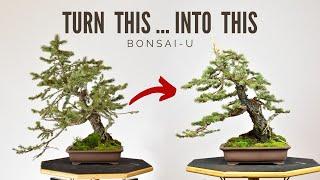 Designing Colorado Blue Spruce | Bonsai-U