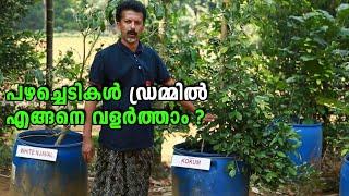 പഴച്ചെടികൾ ഡ്രമ്മിൽ എങ്ങനെ വളർത്താം? | Fruit Plants in Drum