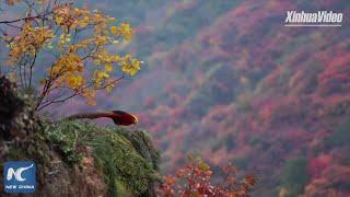 Golden pheasants in China's Qinling Mountains