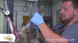 Wiebe Knives - Product Spotlight - Wiebe Knives, how to skin a raccoon