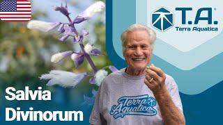 Salvia Divinorum presented by William co-founder of Terra Aquatica