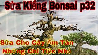 sửa kiểng bonsai #32 | cách sửa cho cây ấm tàn không bị trống thiếu cành | mẹo sửa cây kiểng bonsai