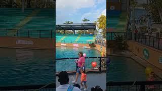 "Delfines bateando pelotas con su cola"en el Seacuariun #miami,#usa,#florida,#shorts