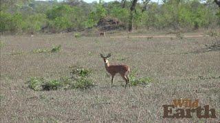 WildEarth - Sunset - 21 October 2021