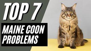 7 Common Maine Coon Cat Behavior Problems & Solutions