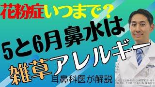 花粉症がいつまで続くの？5月も6月も鼻水出るイネ科花粉症の解説