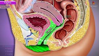 Vagina Anatomy - Parts, Blood supply, Nerve supply, Lymphatic Drainage and Histology