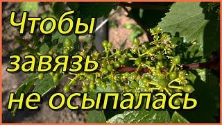 Что нужно сделать на винограде при цветении, чтобы завязь не опадала.