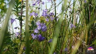 THE MAGIC OF THE SUMMER MEADOW, wildflowers and herbs. Beautiful video, beautiful nature and RELAX