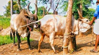 Big kangeyam mayilai breed  tamilnadu best Bull and cow  jallikattu kalai 