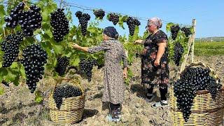 Harvesting Black Grapes | Making Juice and Azerbaijan Cabbage DOLMA!!