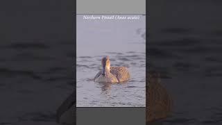 Northern Pintails fight over territorial dispute at their feeding ground #wildlife #aggressive