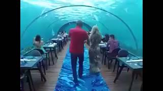 The Top Underwater Restaurant In The World