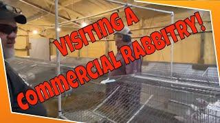 We visited a commercial rabbitry!