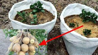 Qopda Biyagomsda kartoshka yetistirish toliq video / Full video of growing potatoes in a bag