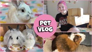 PET VLOG | happy bunny unboxing, cleaning & decorating  |