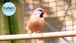 Burke's Backyard, Long-tailed Finch Road Test