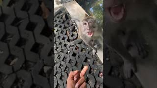 This monkey did not like this joke  @visaammohamed7653