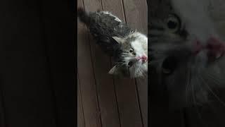 My porch cats, Magda and Pixie