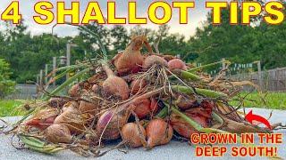 How To Grow SHALLOTS In ANY Climate: Complete Curing And Storing Guide
