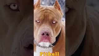 #tiktok #pitbull #dog  very dangerous  #shorts