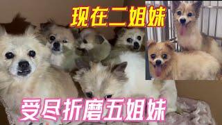 2024-7-24 Xiaoxu's Mountain Life with Dogs 五年前救的五只中华田园犬，它们胆子特别小见到人就颤抖，五年过去了现在还有两姐妹相依为命。