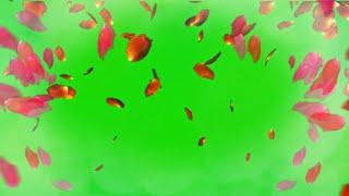 Rose Petals Falling Green Screen (+Free Download)