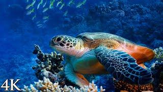 *NEW* 12HR Ambient Underwater 4K Nature Relaxation Film: Treasures of the Ocean - Colorful Sea Life