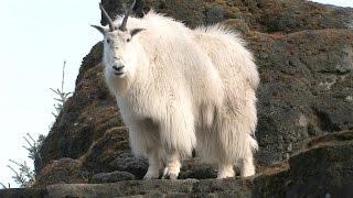 Mountain Goats Aren’t Actually Goats | National Geographic